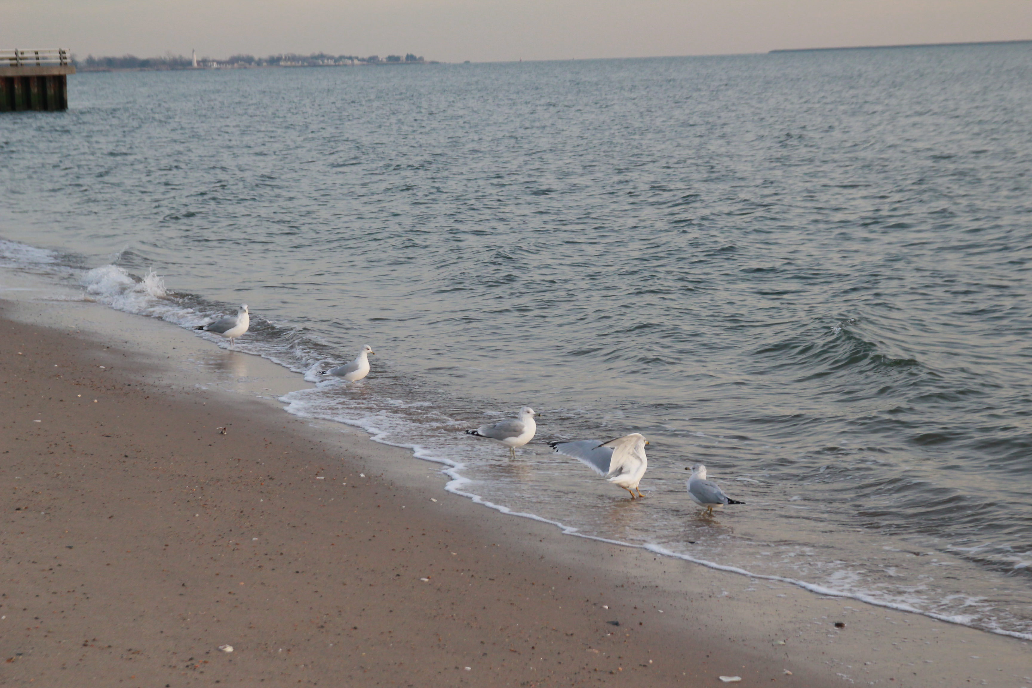 West Haven Beach Seagulls in Winter