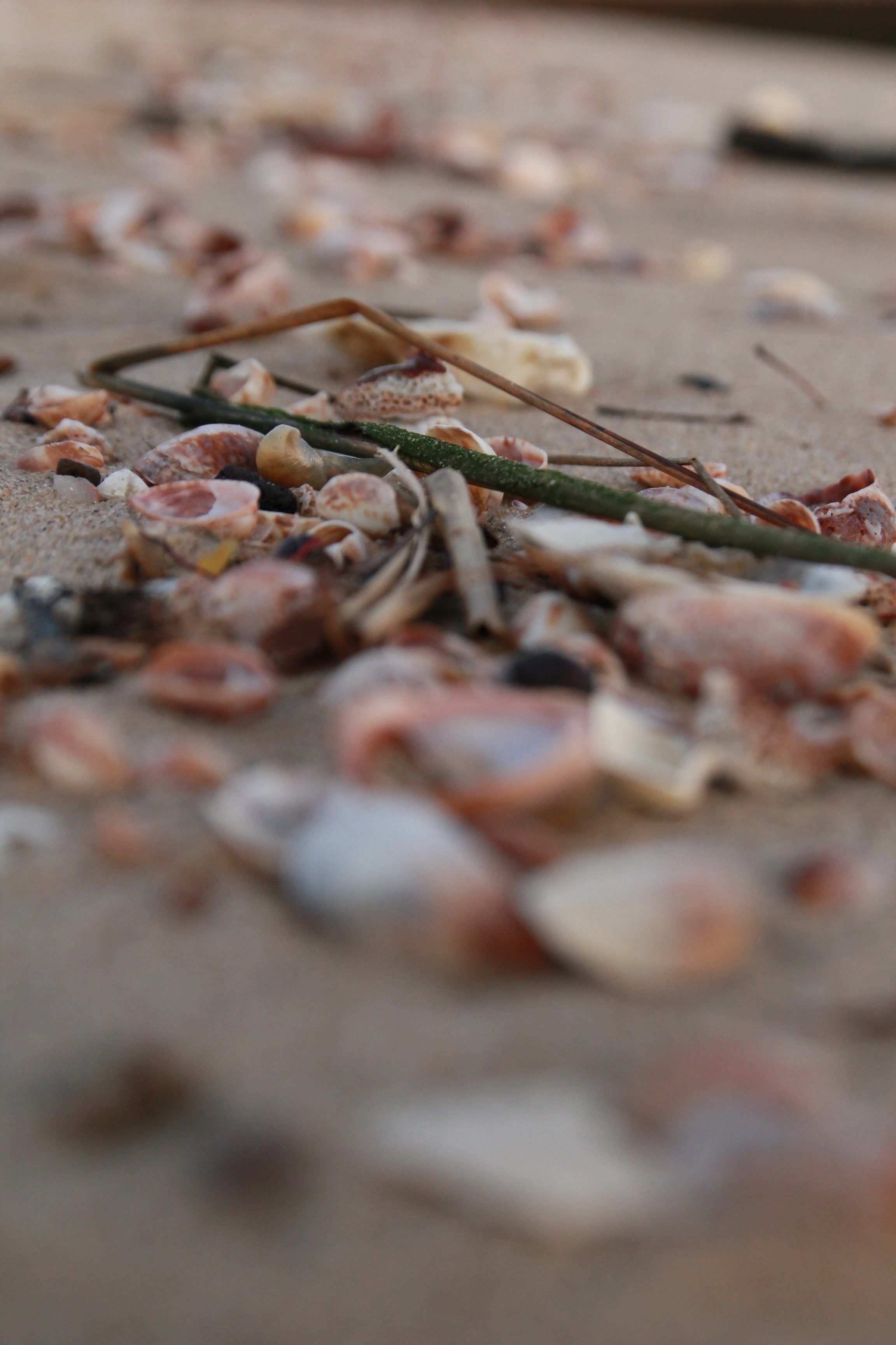 West Haven Beach Seashells West Haven Beach Seashells