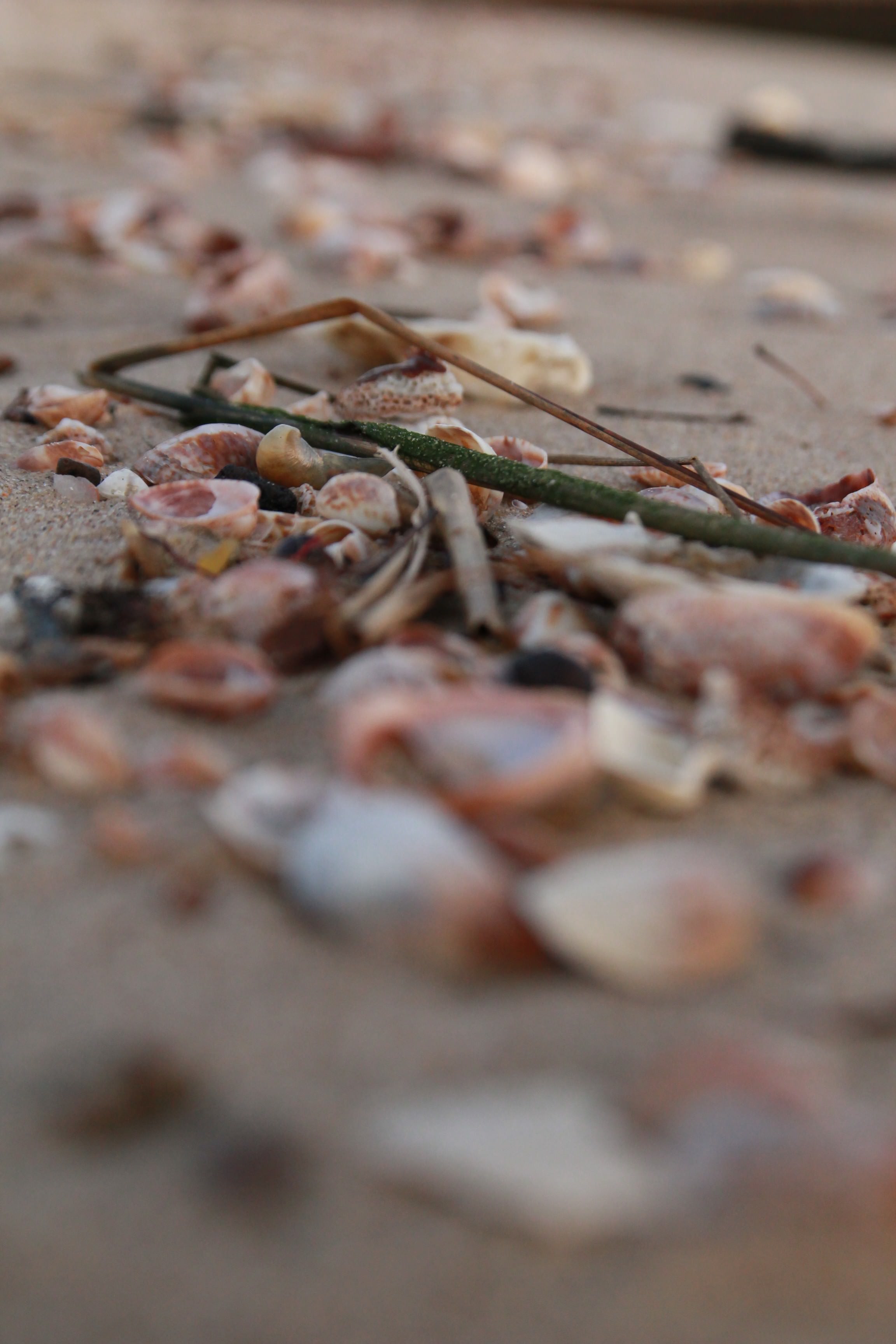 West Haven Beach Seashells