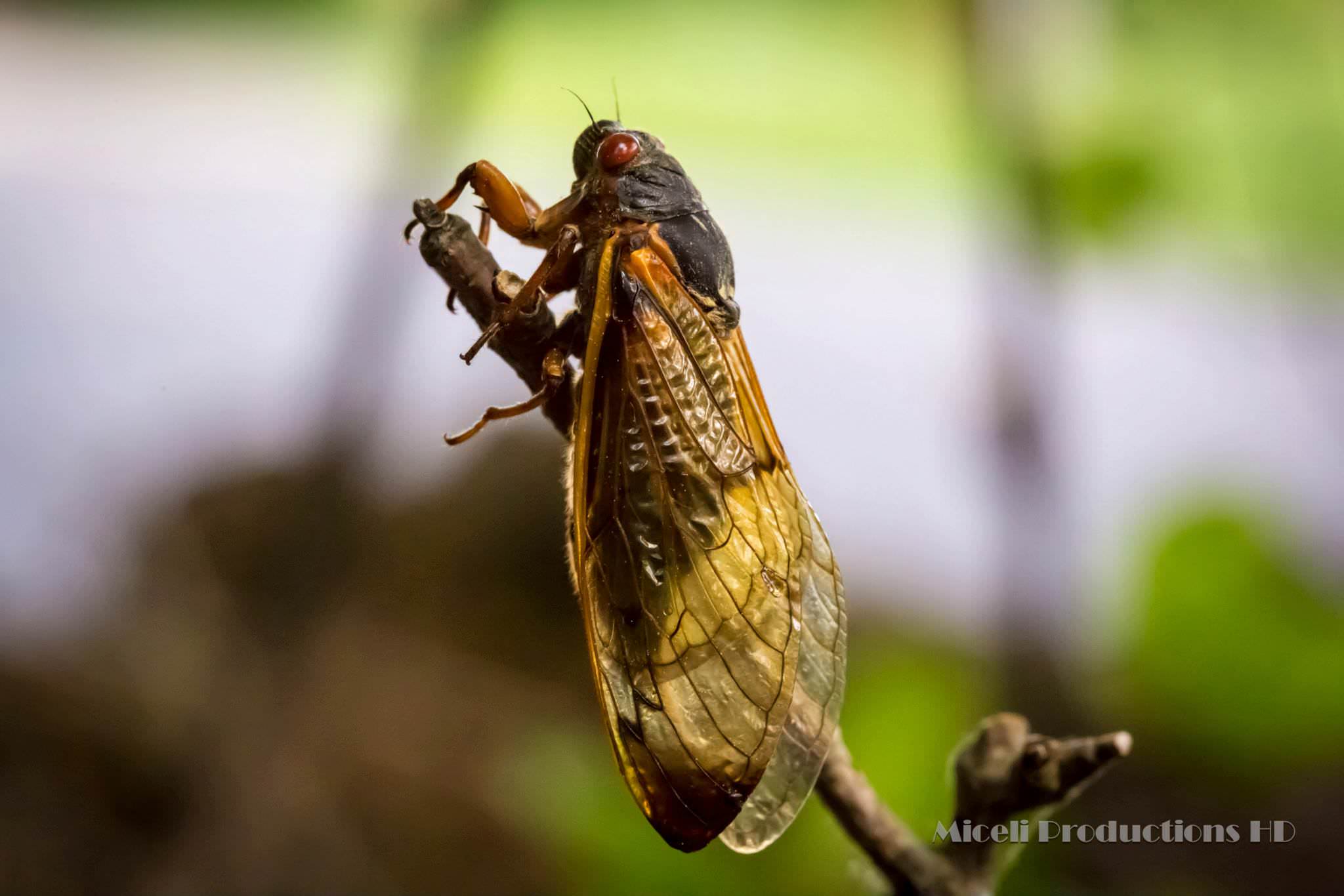 2013 Magicicada periodical cicada, photography by Miceli Productions