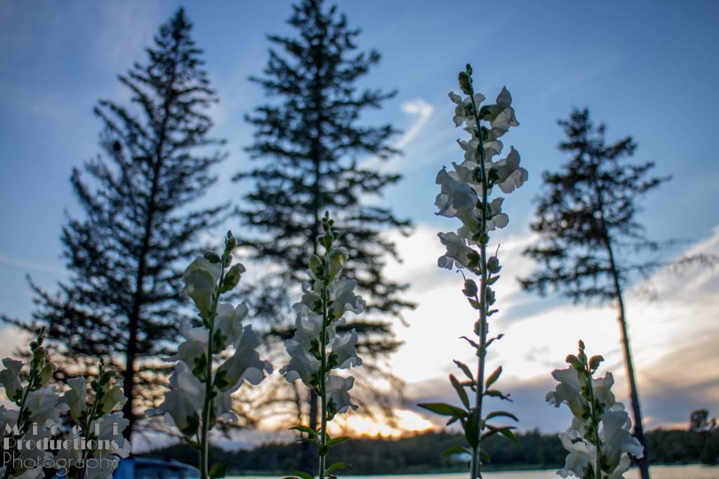 Flowers growing with tall pines in the background. © Miceli Productions Photography