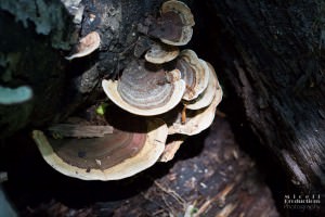 Close up of tree fungus