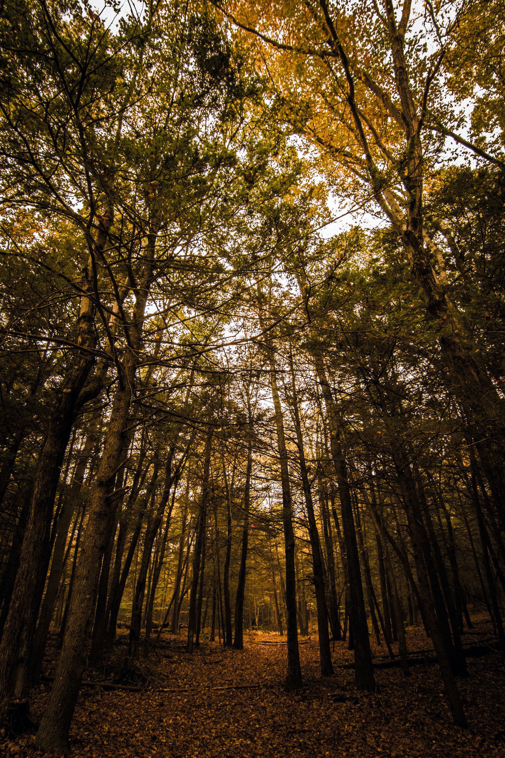 An image showing a path leading off Into the Woods in New England autumn fall foliage. Photo by Miceli Productions