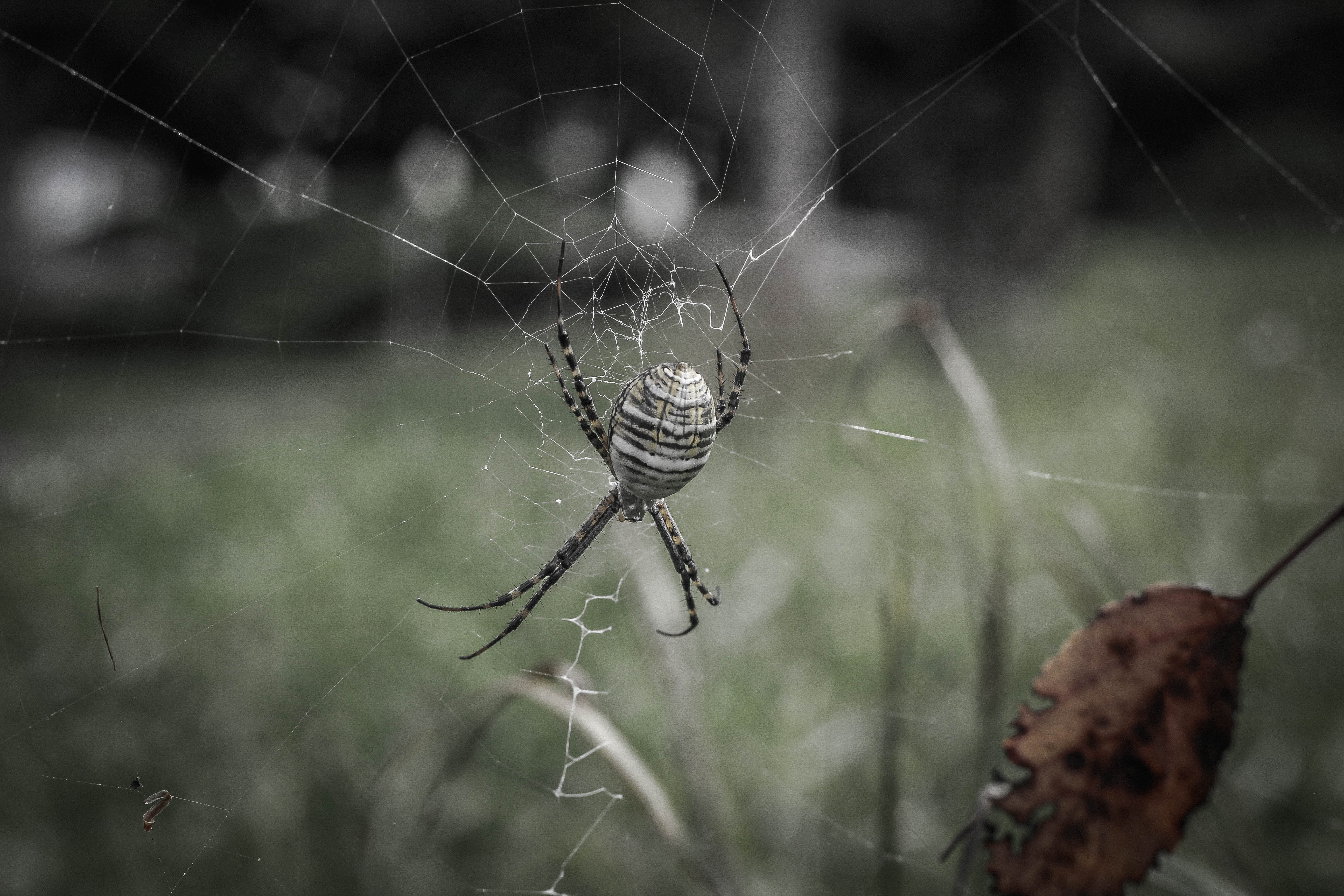 Photo of a garden spider weaving a web. Photo by Miceli Productions