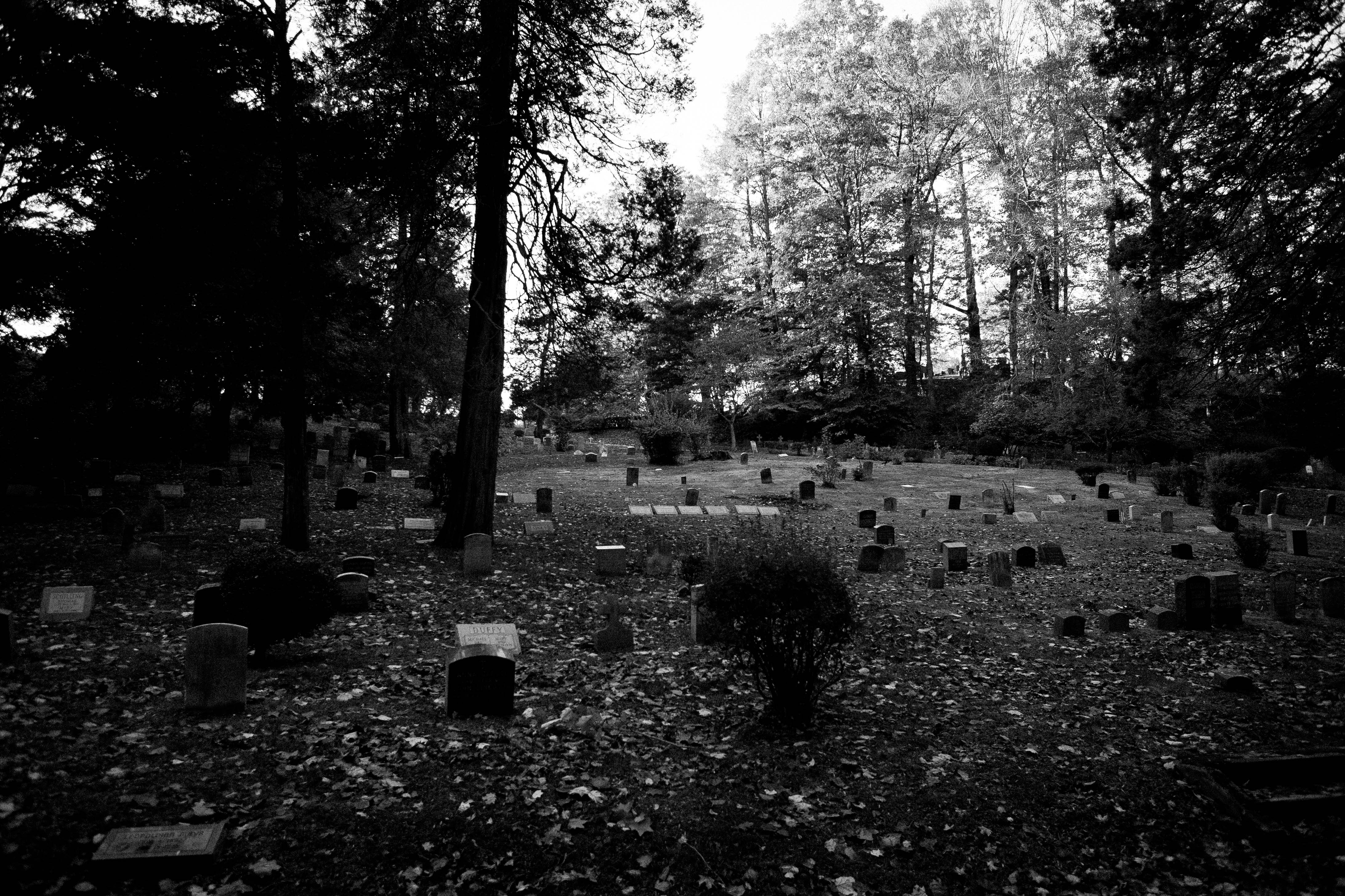 cemetery, grave, sleepy hollow, black and white, dead, graveyard, zombie