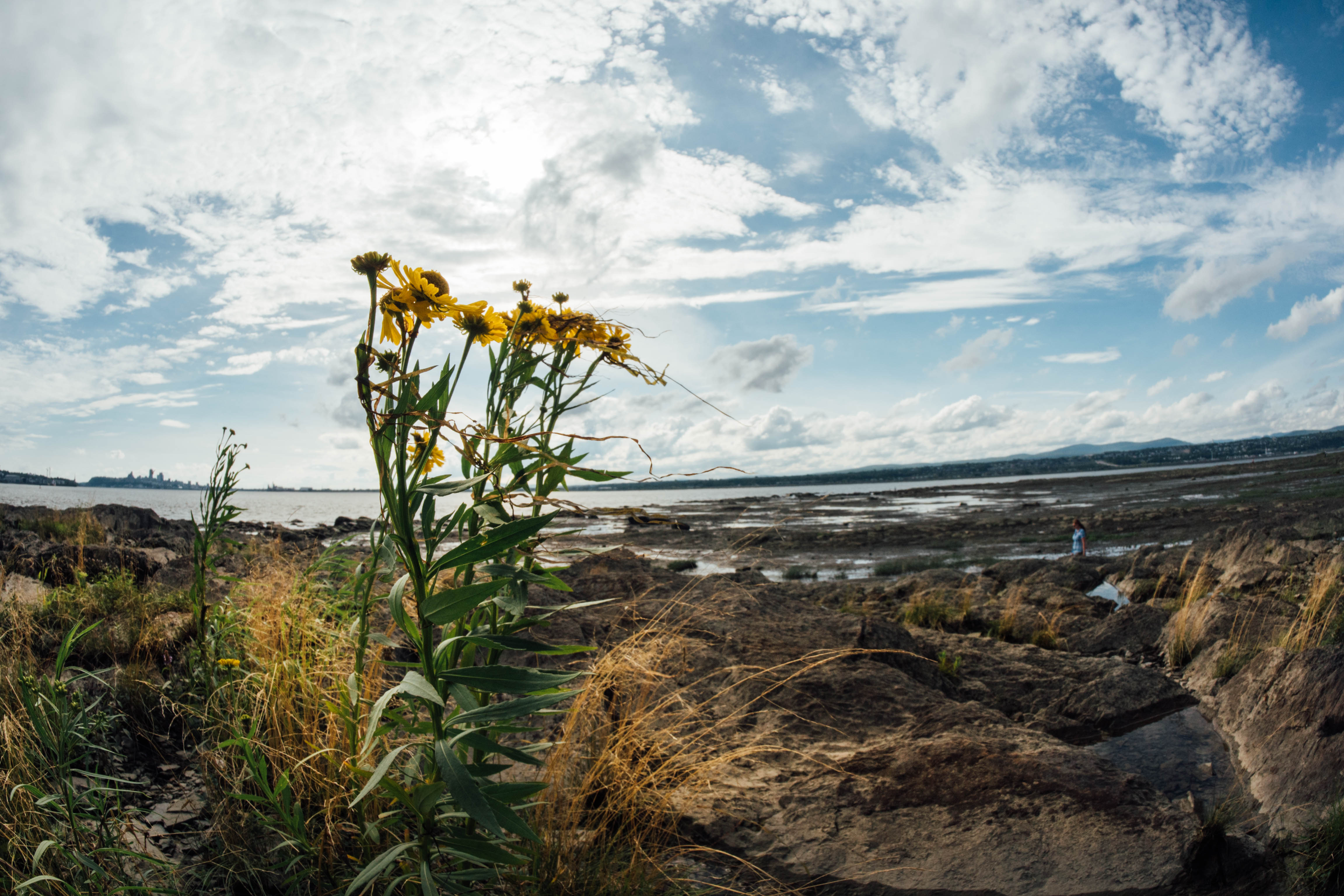 Yellow wild flowers grow on the banks of a rocky seaside shore, blooming despite the harsh conditions.