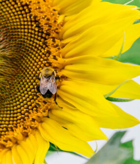 Sunflower close up with a bee perched on the flower. Photo by Miceli Productions, Southington, CT.
